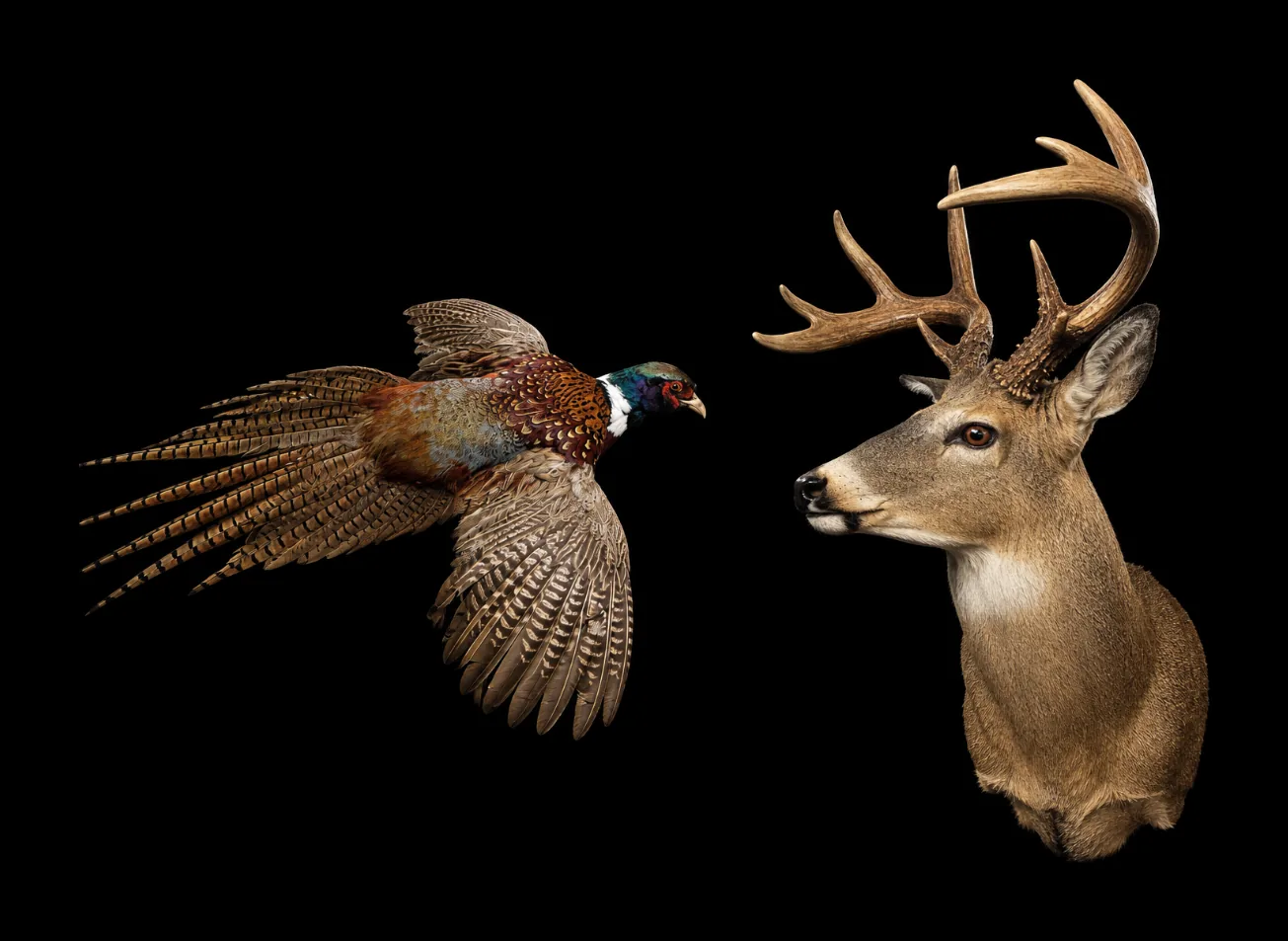 Ring-necked pheasant mount in flight beside a whitetail buck shoulder mount, photographed together on black.
