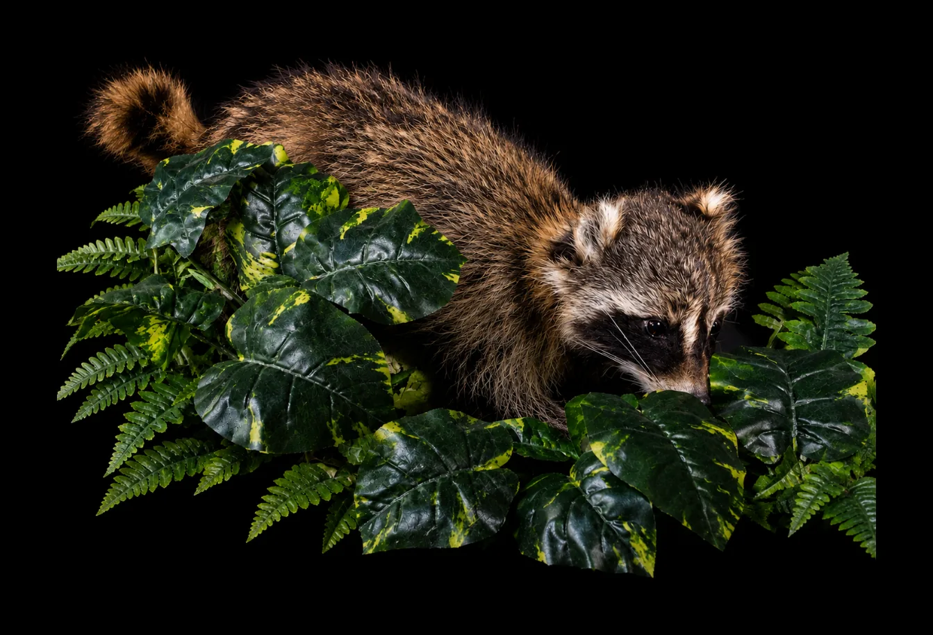 Raccoon mount crouched among green artificial leaves and ferns, photographed on black.