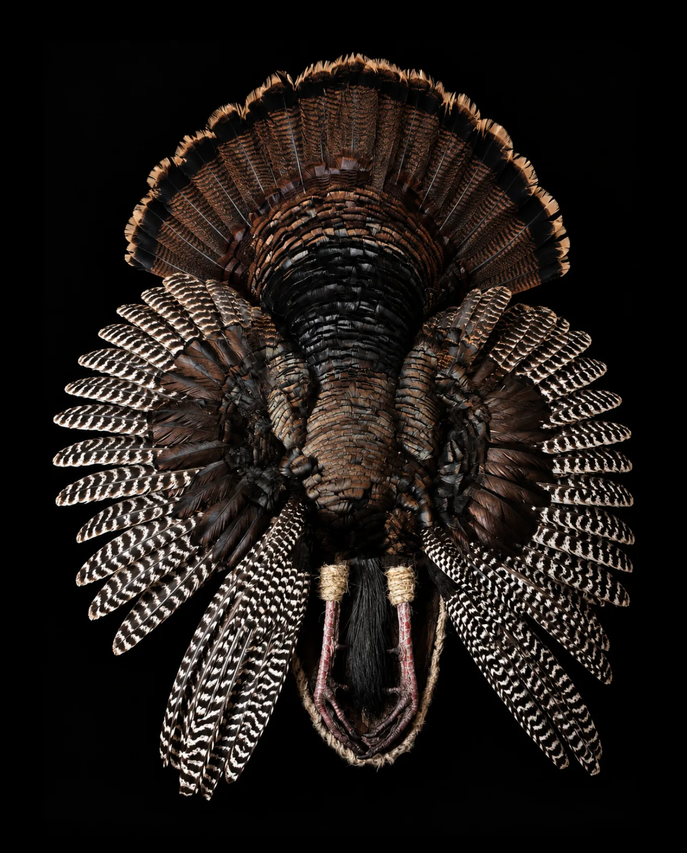 Wild turkey mount with full tail fan and spread wings, beard and feet visible, photographed on black.