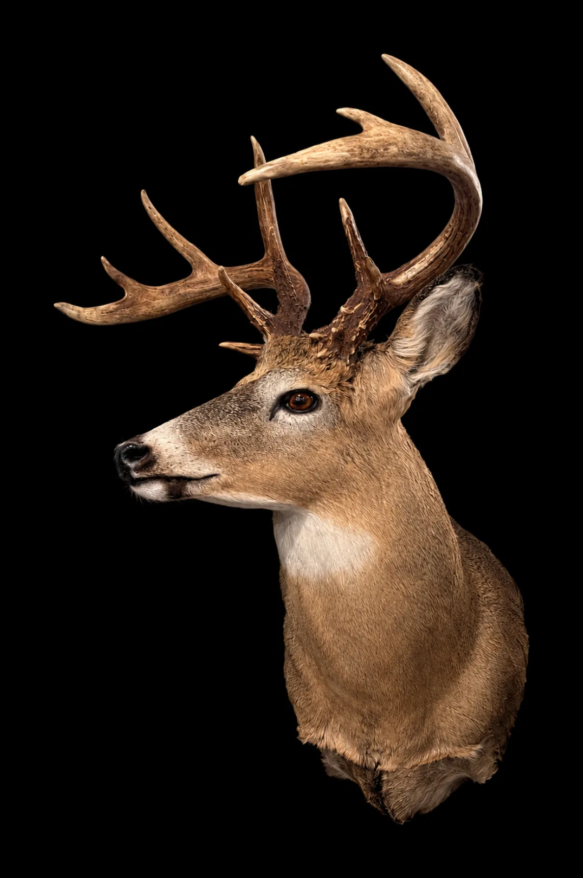 Whitetail buck shoulder mount with a typical rack, head turned to the side, photographed on black.